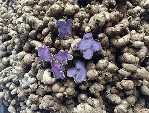 Một số lưu ý khi sử dụng ngải đen mà bạn cần biết! 2 Giới thiệu về ngải đen