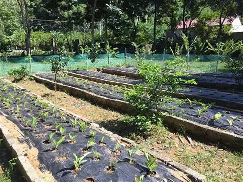 Cách nhận biết ngải đen thật, giả - Mua ngải đen ở đâu uy tín? 2 Cách nhận biết ngải đen thật giả - 01