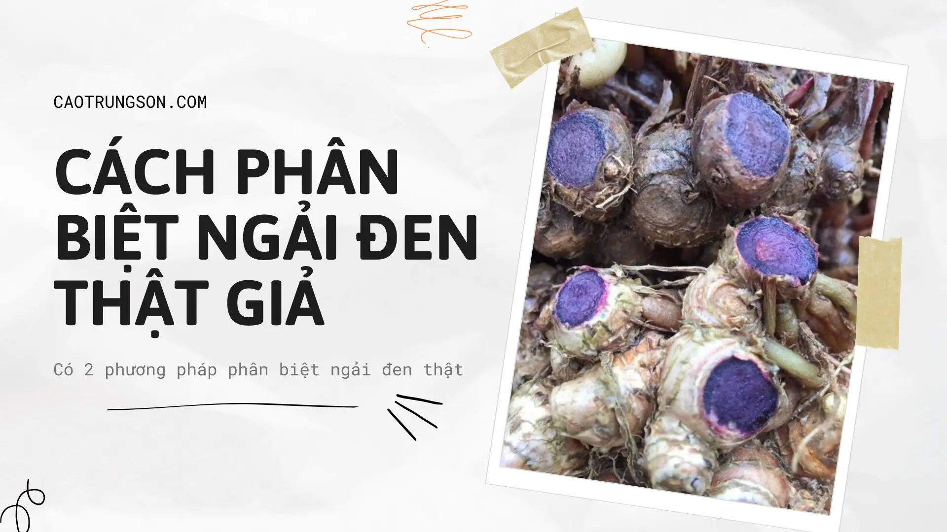 Cách nhận biết ngải đen thật, giả - Mua ngải đen ở đâu uy tín?