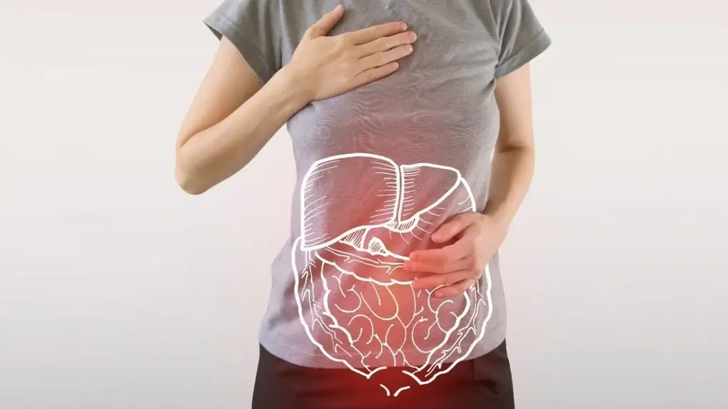 Hỗ trợ hệ tiêu hóa, bảo vệ đường ruột